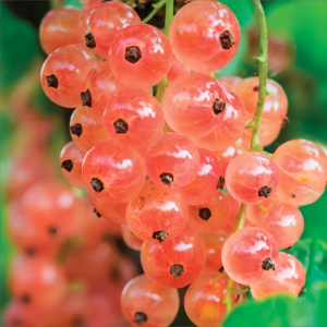 Berry Stud Earrings