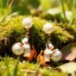 a_calico_cat_earrings_nature_macro_3004534